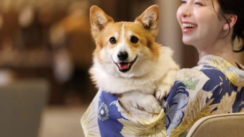 愛犬と最高の思い出を！わんわんリゾートの屋内ドッグランが全施設で大リニューアル