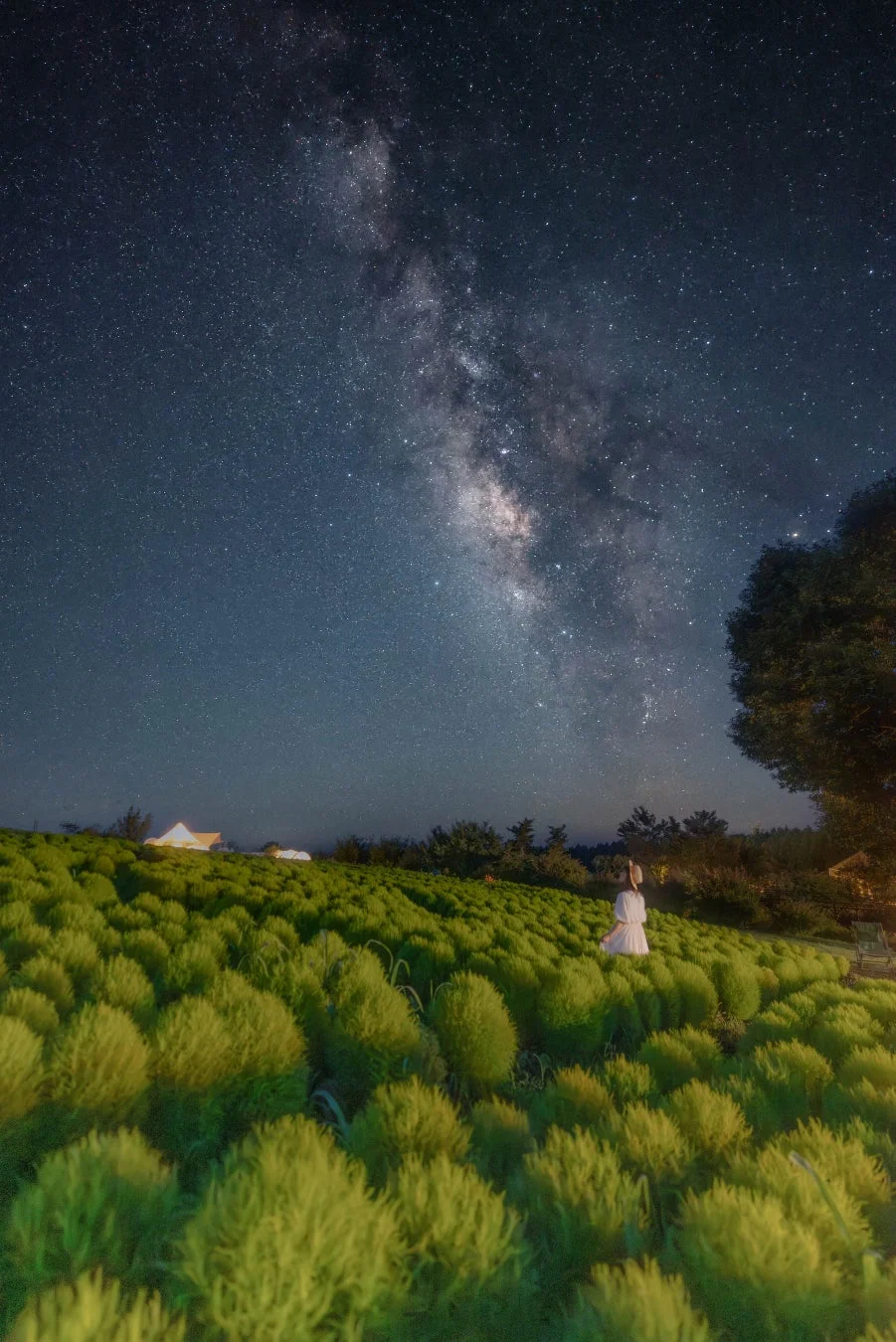 星空、天の川、コキア、夜景、女性