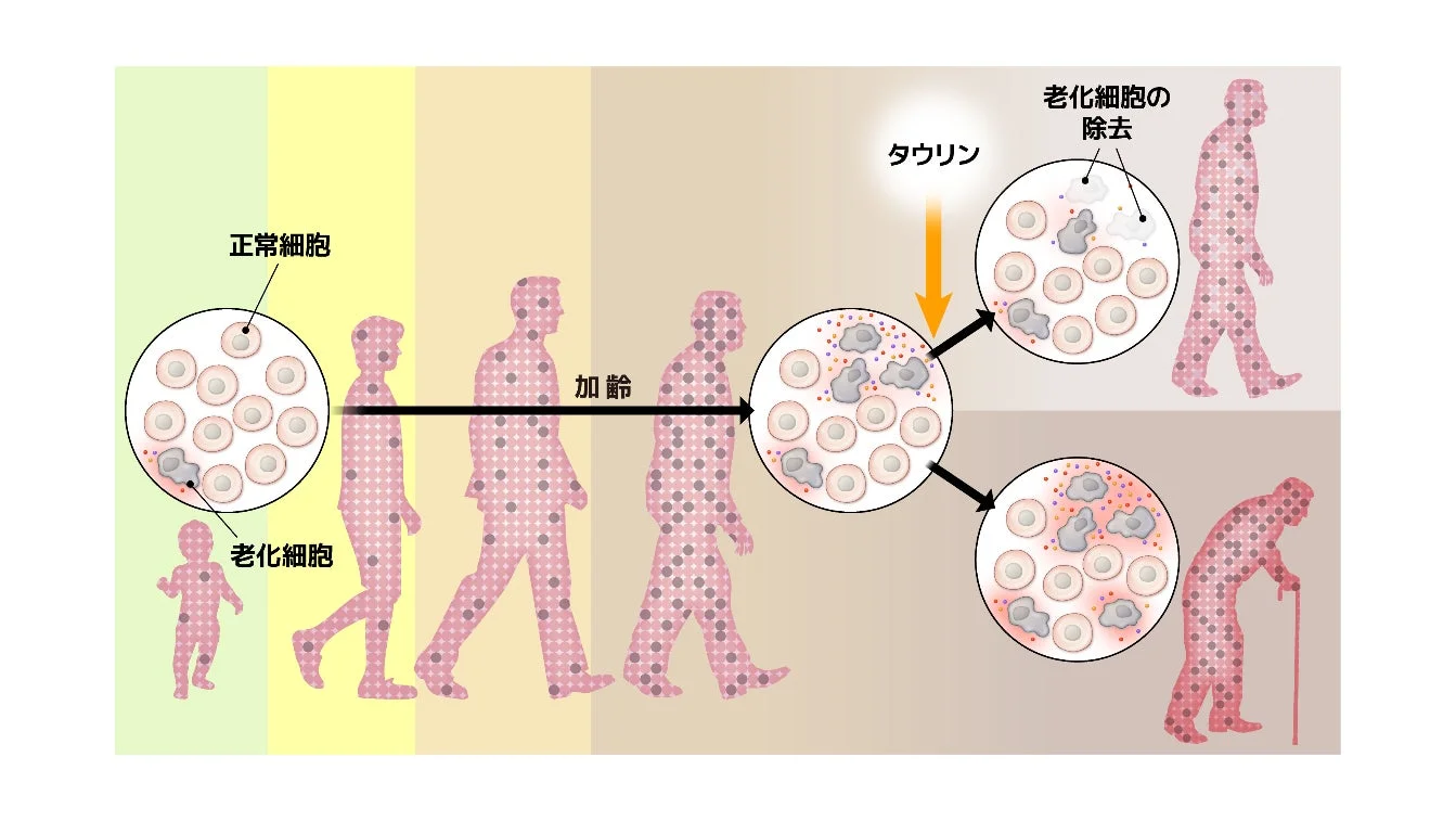 タウリンによる老化細胞除去のメカニズム