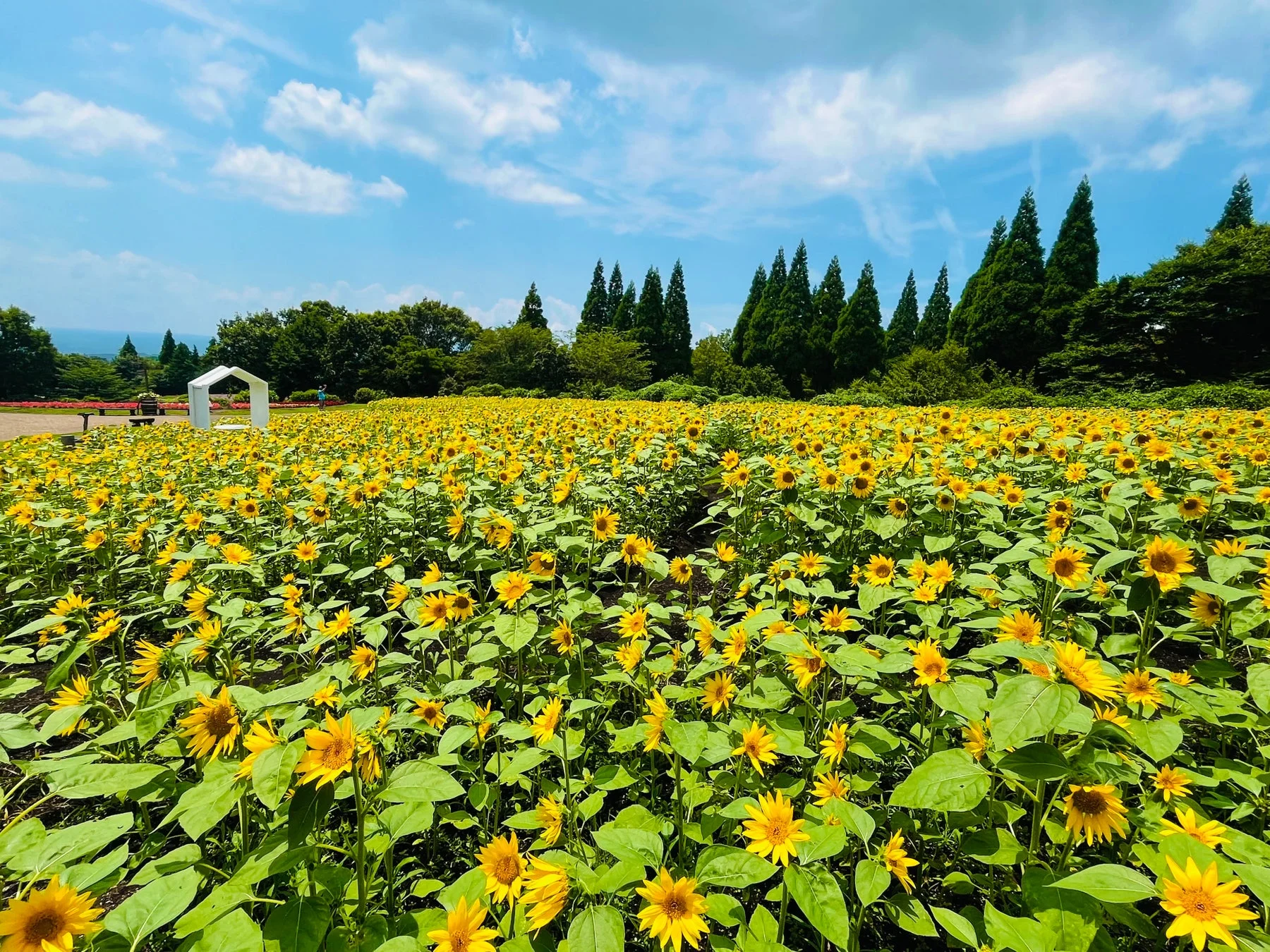 昼間のひまわり畑、青空