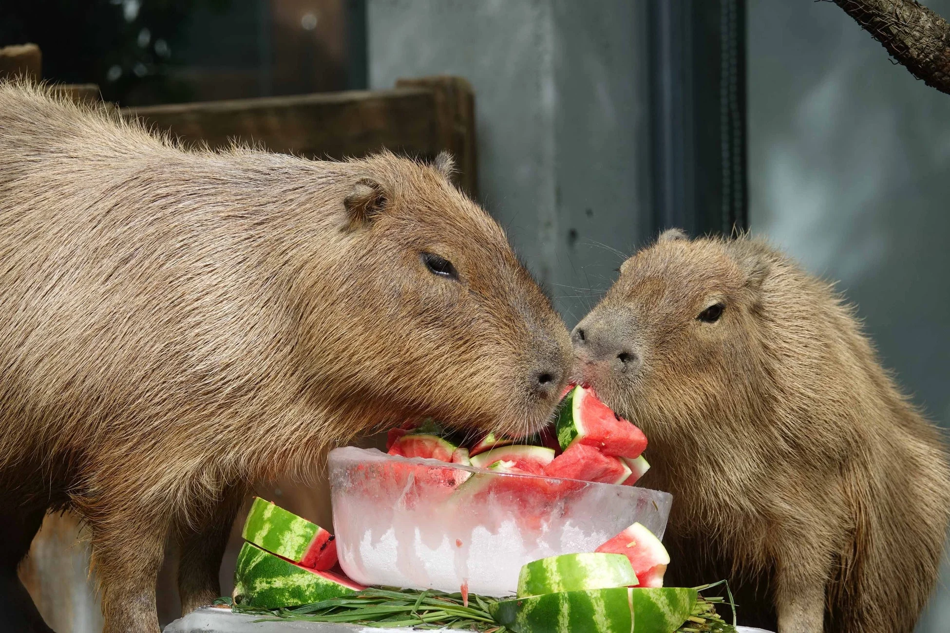 カピバラとスイカ