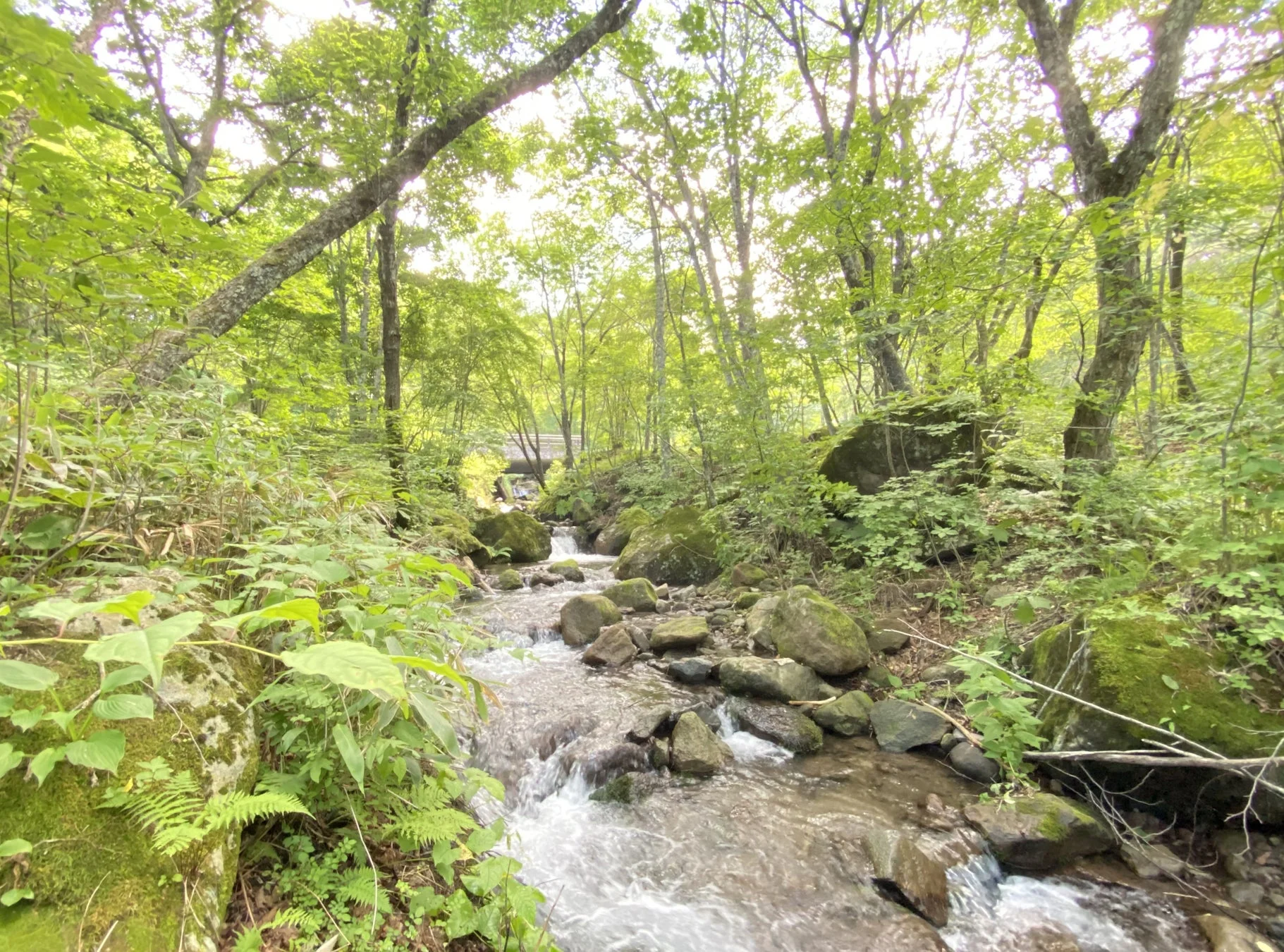 森林,渓流,自然,緑,木々,水,岩,苔,夏,爽やか,橋,風景