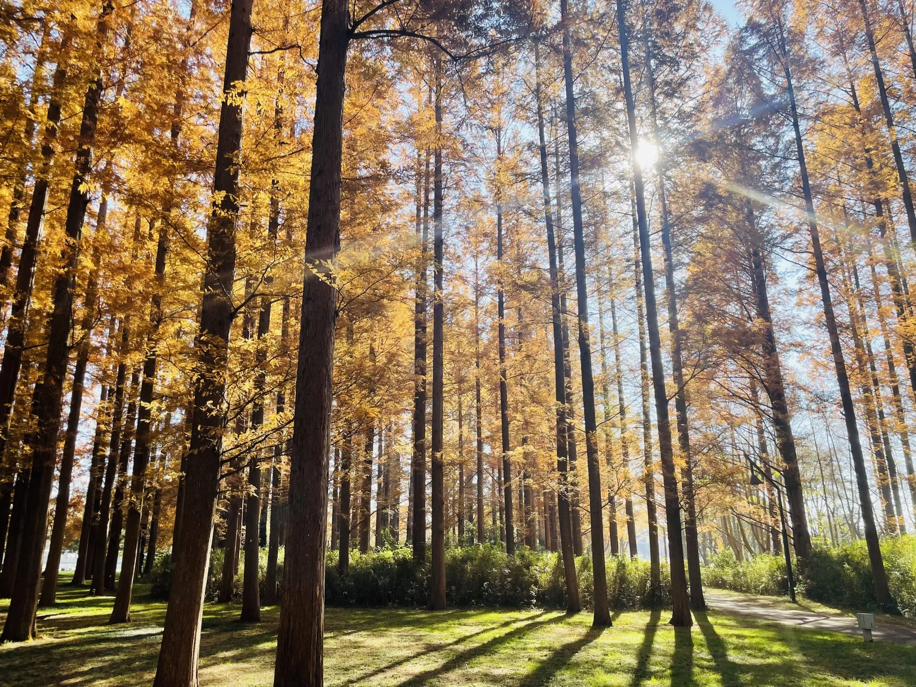 メタセコイアの森の紅葉