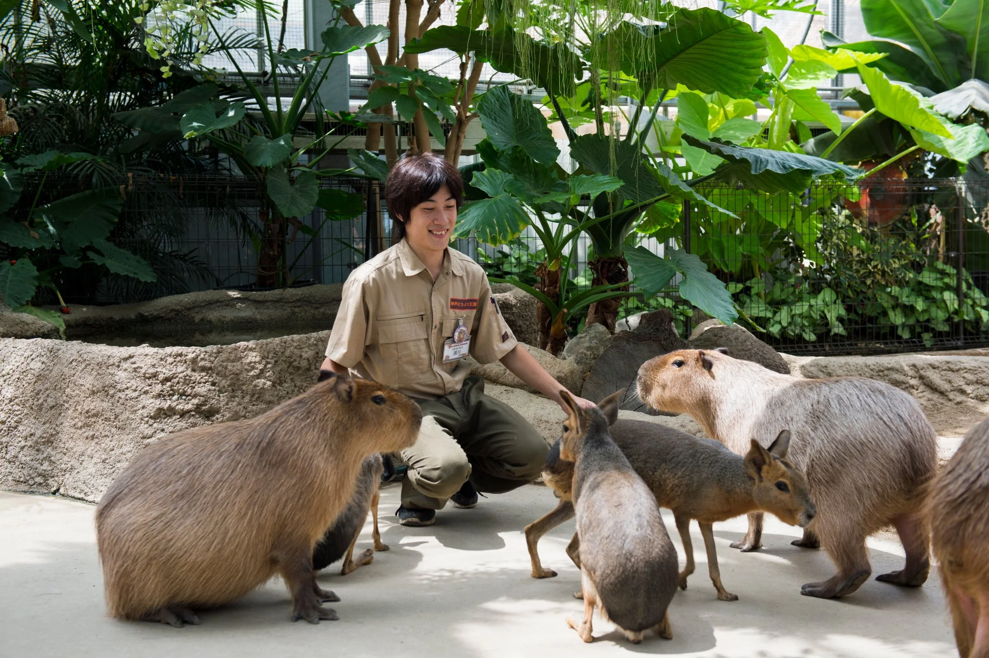 神戸どうぶつ王国でカピバラやマーラと触れ合う飼育員
