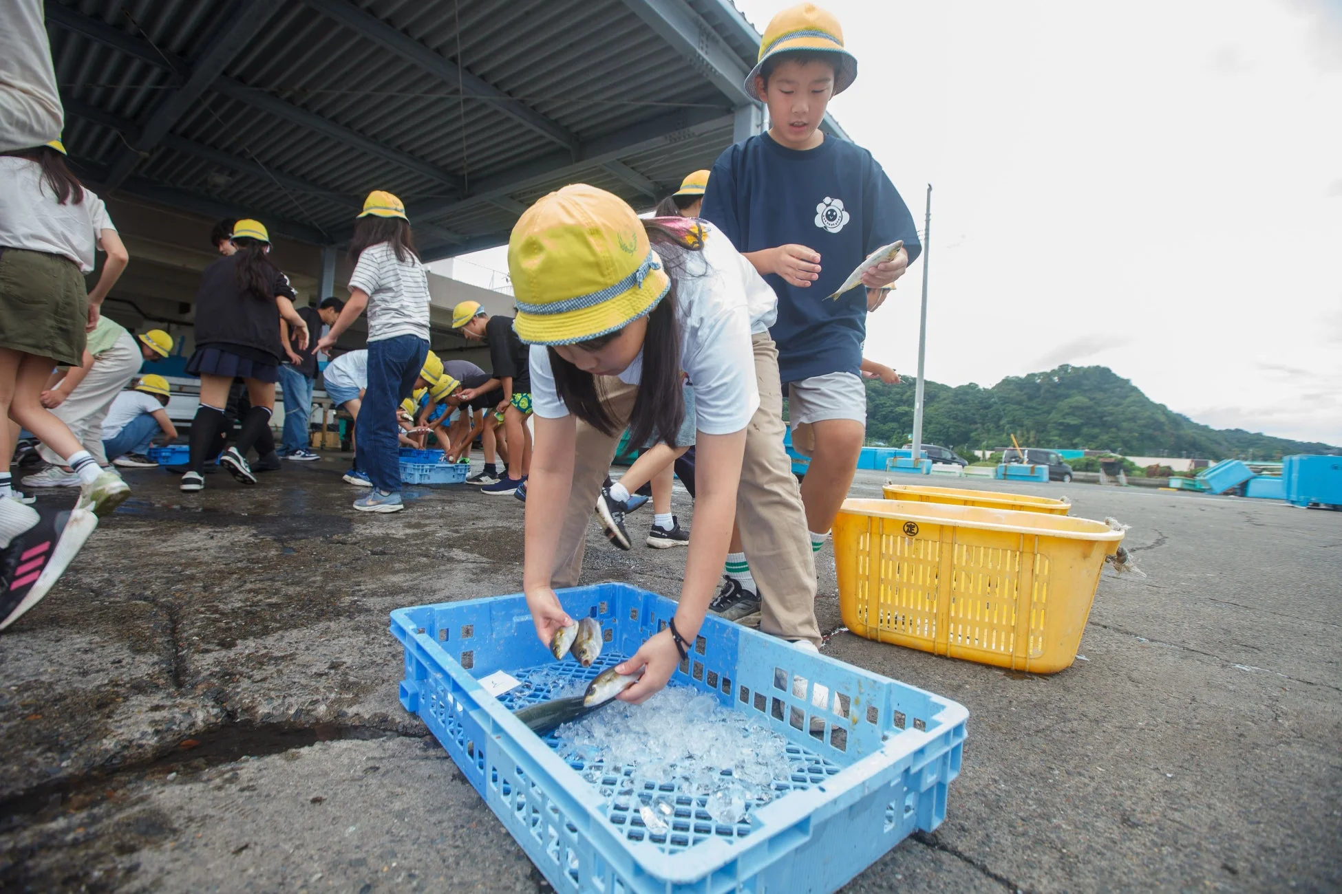 黄色い帽子をかぶった子供たちが、屋外の漁港のような場所で魚を扱っています。青いコンテナに入った氷の上に魚を並べる体験学習をしている様子です。