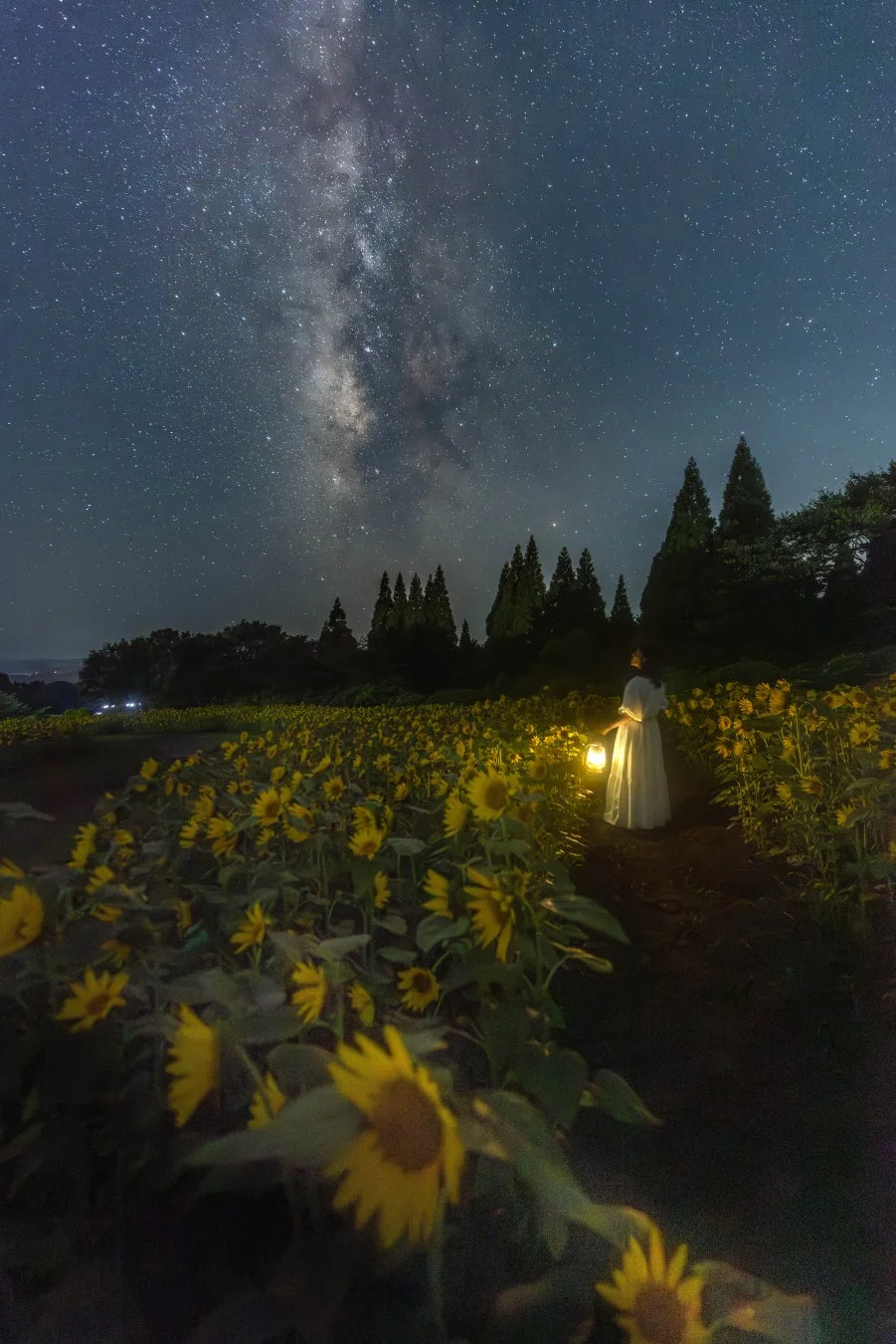 夜のひまわり畑、天の川、女性、ランタン