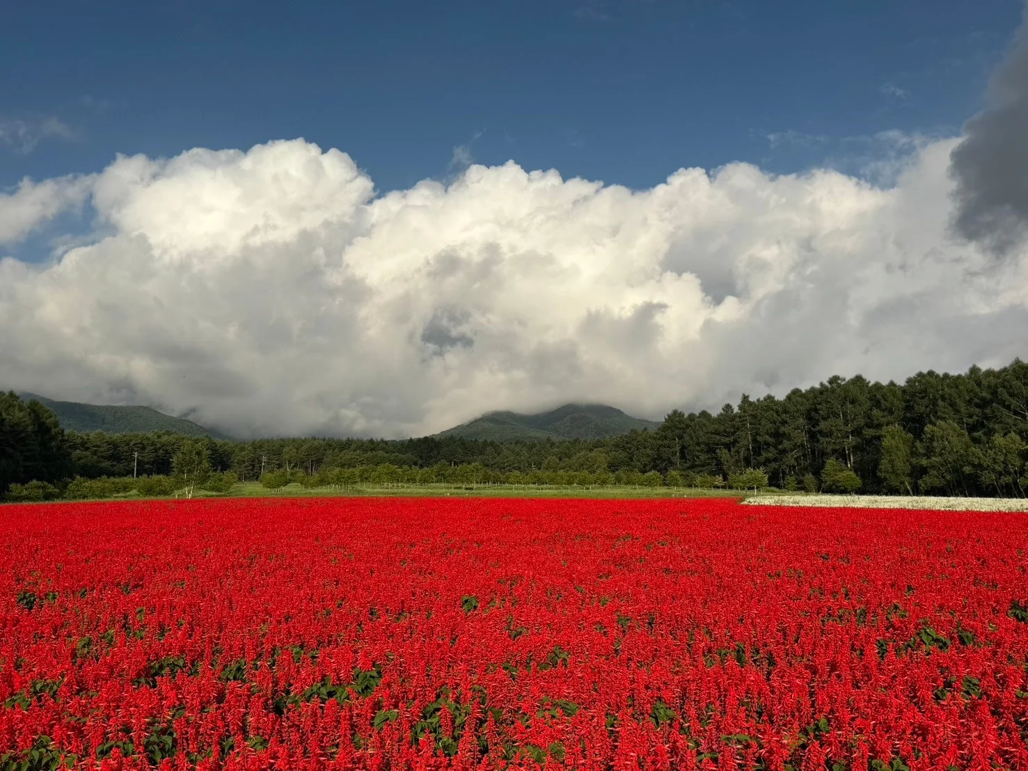 赤いサルビアの花畑と山々