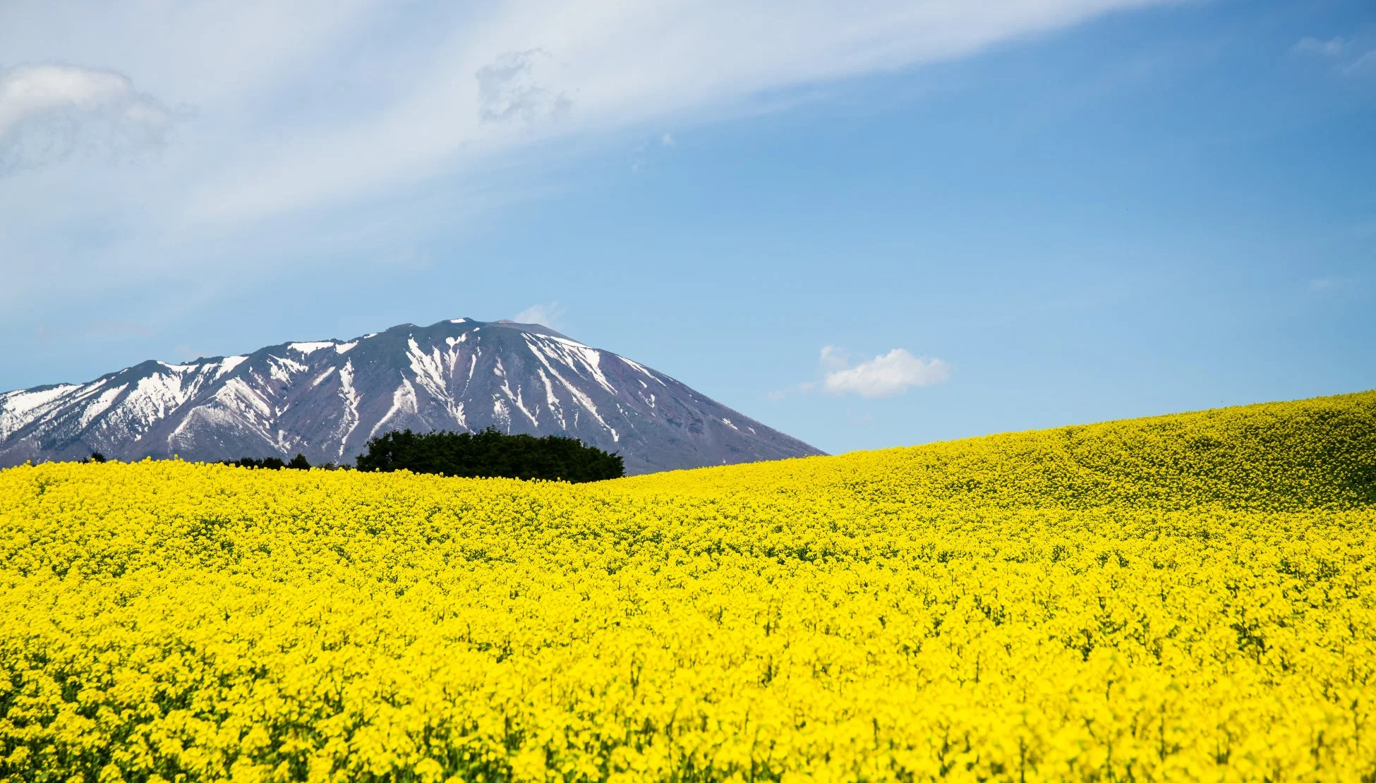 小岩井農場と雪を抱く山々