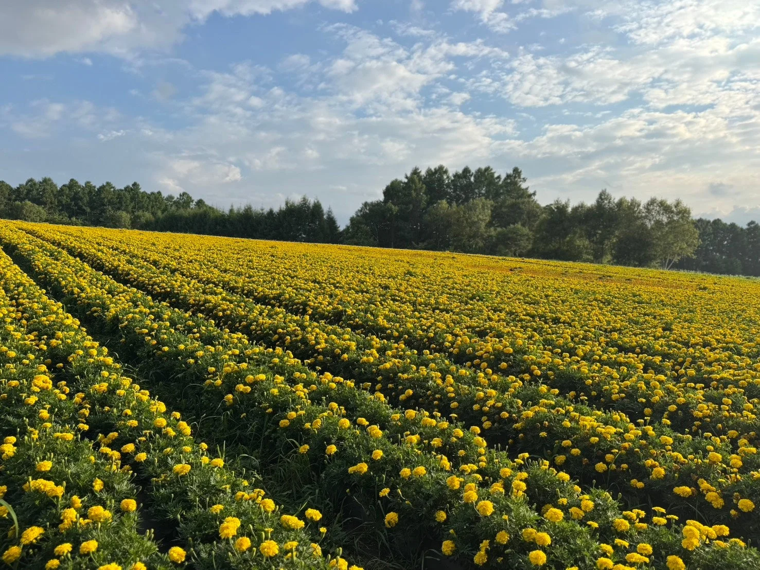 黄色いマリーゴールドの花畑