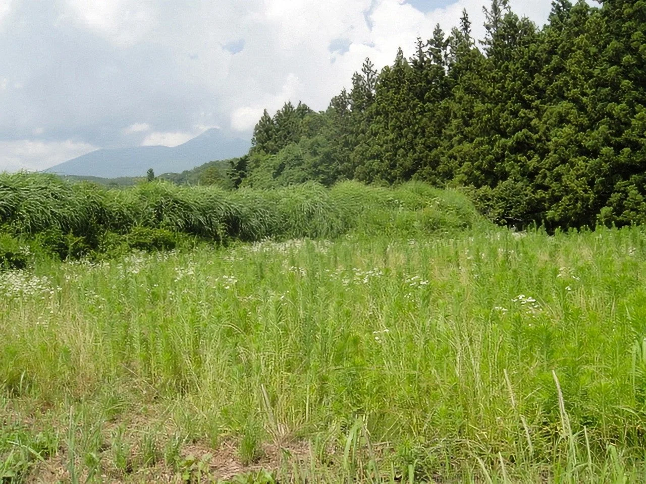 緑豊かな草地と森林