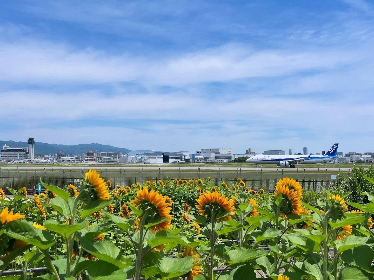 伊丹スカイパーク 飛行機とヒマワリ