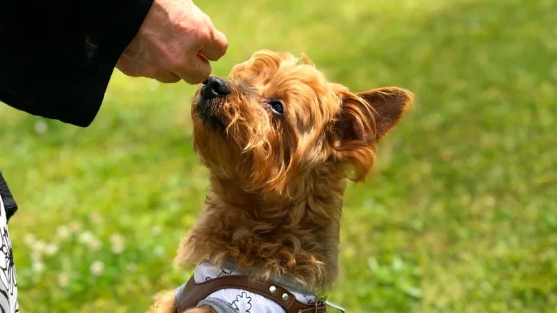 愛犬との旅行を諦めない！淡路島で一緒に楽しむグランピング体験