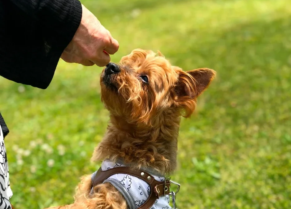 愛犬との旅行を諦めない！淡路島で一緒に楽しむグランピング体験
