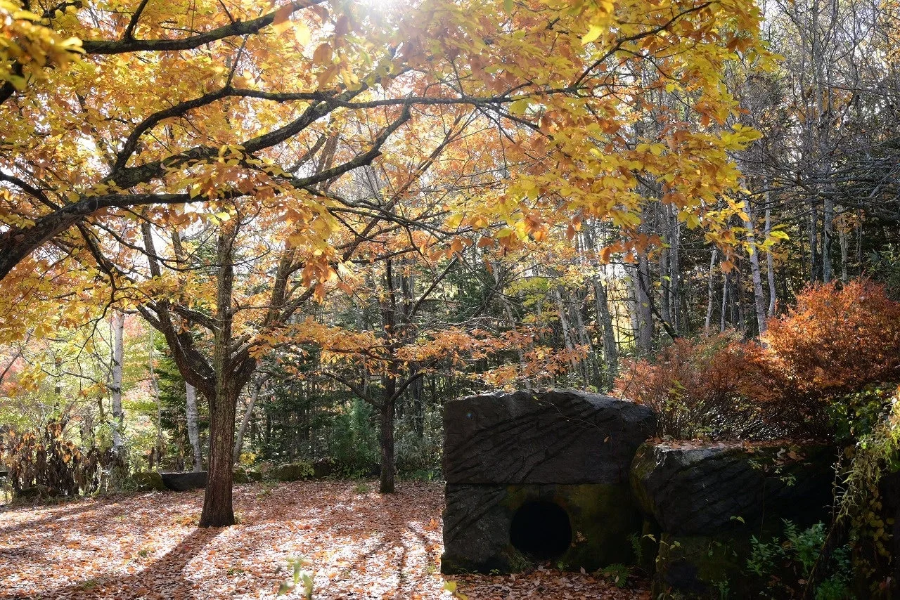 秋の紅葉した森の風景