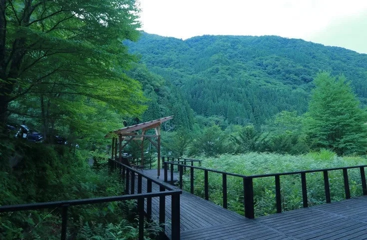 森の遊歩道