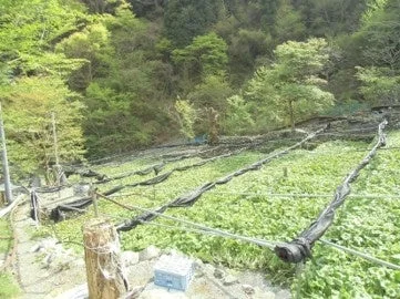 有東木のわさび田