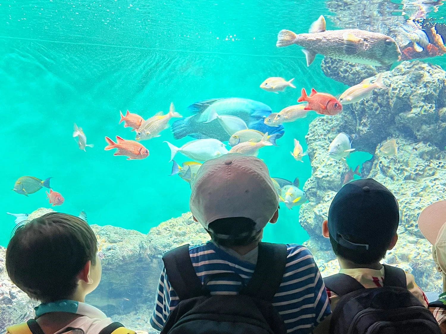 水槽の魚を眺める子供たち