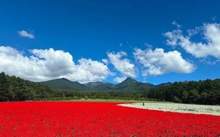 1日1万人突破！八ヶ岳「YATZ GARDEN」で絶景花畑と高原体験を満喫する夏旅