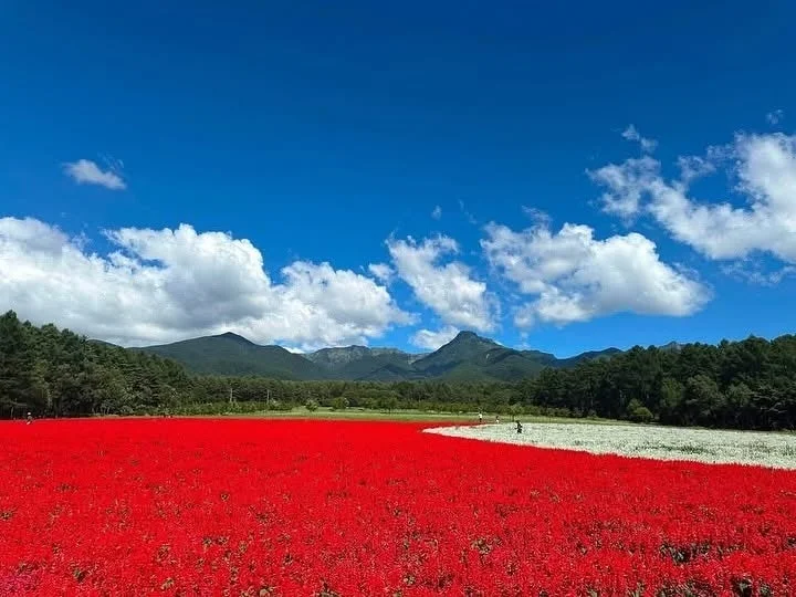 1日1万人突破！八ヶ岳「YATZ GARDEN」で絶景花畑と高原体験を満喫する夏旅