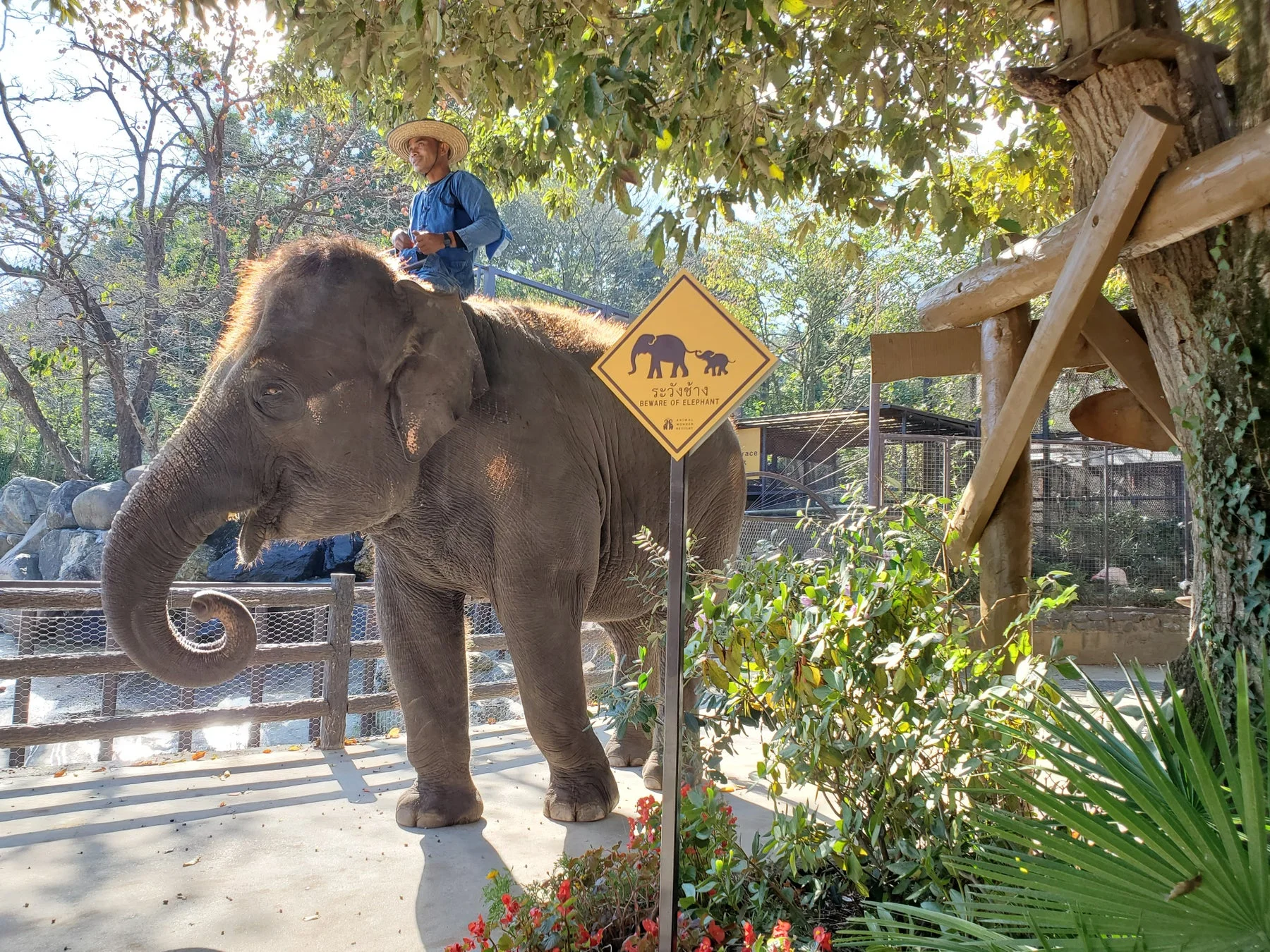 日差しの当たる屋外で、ゾウ使いが乗った大きな象が立っています。近くには「BEWARE OF ELEPHANT」と書かれた警告標識があります。