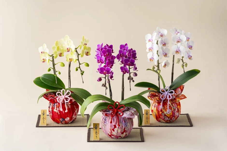 黄色、紫、白の3色の胡蝶蘭の鉢植え