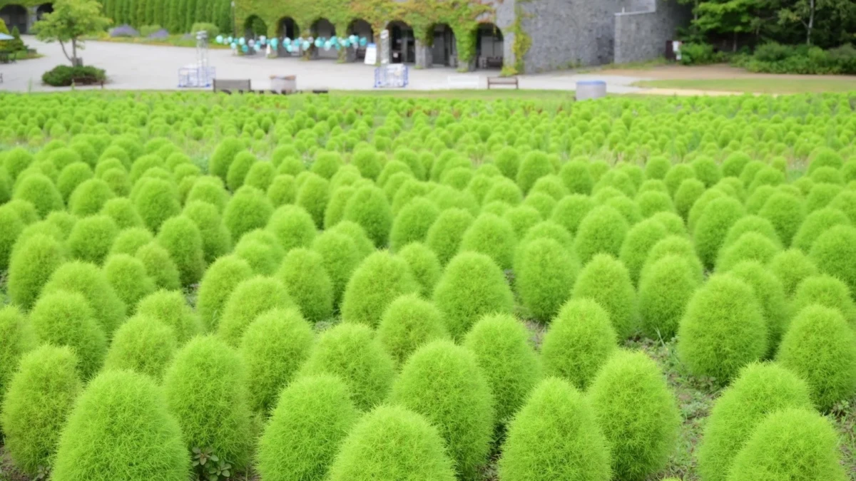 夏の北海道で「ふわふわ＆もこもこ」のグリーンコキアが見頃！国営滝野すずらん丘陵公園で心癒されるひとときを