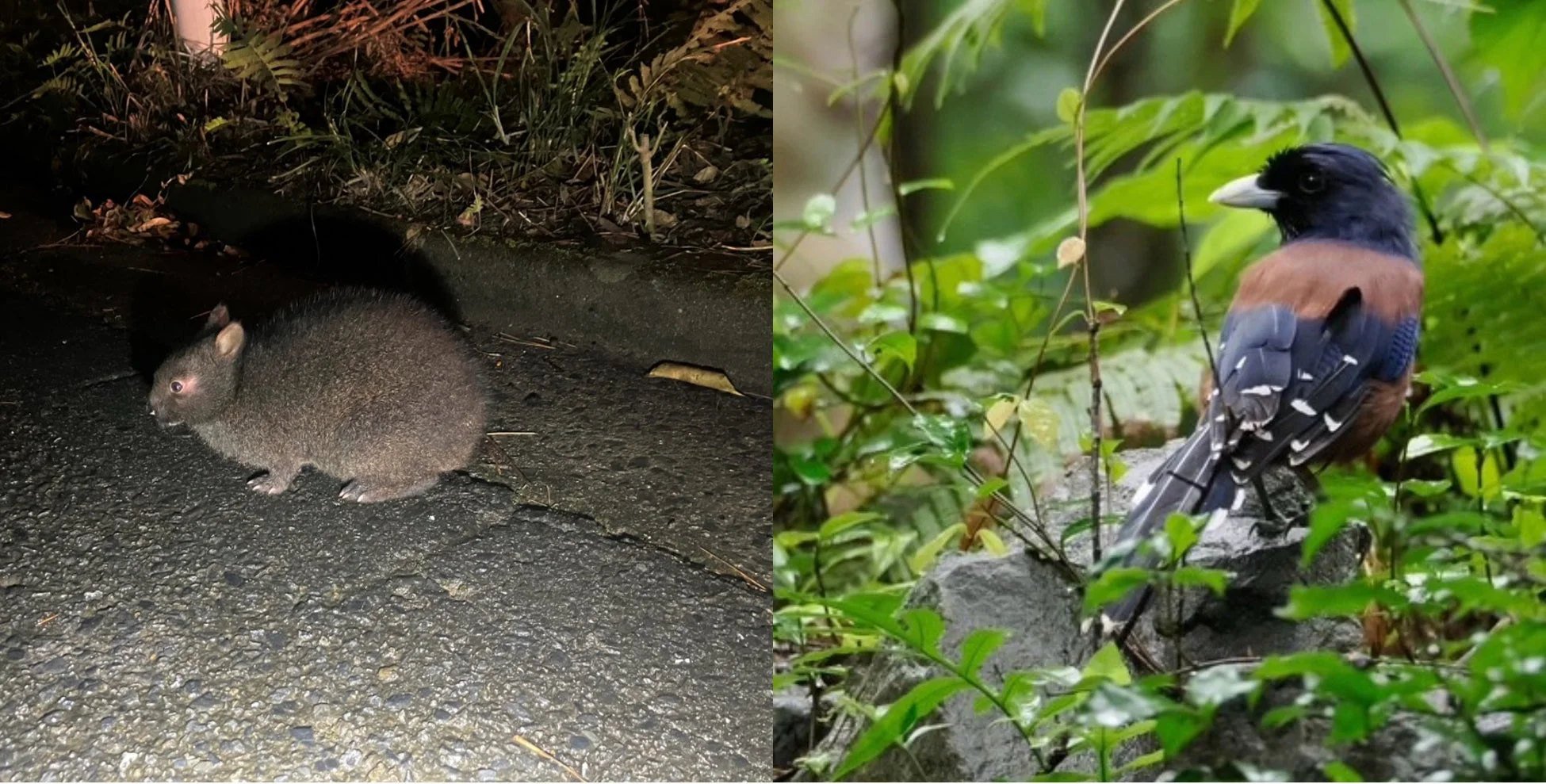 動物,鳥,自然,夜行性動物,げっ歯類,ウォンバット,熱帯鳥,森林,緑,野生動物