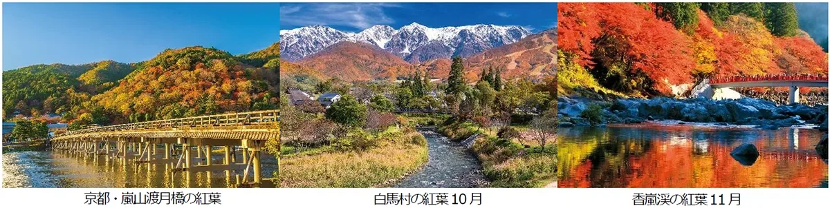 京都・嵐山渡月橋の紅葉、白馬村の紅葉、香嵐渓の紅葉