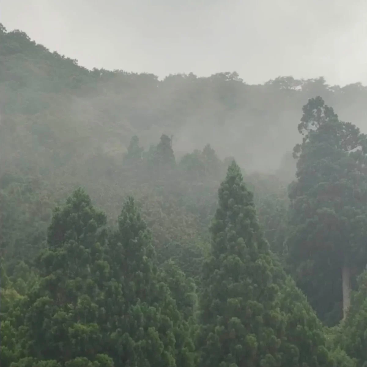 霧に包まれた森