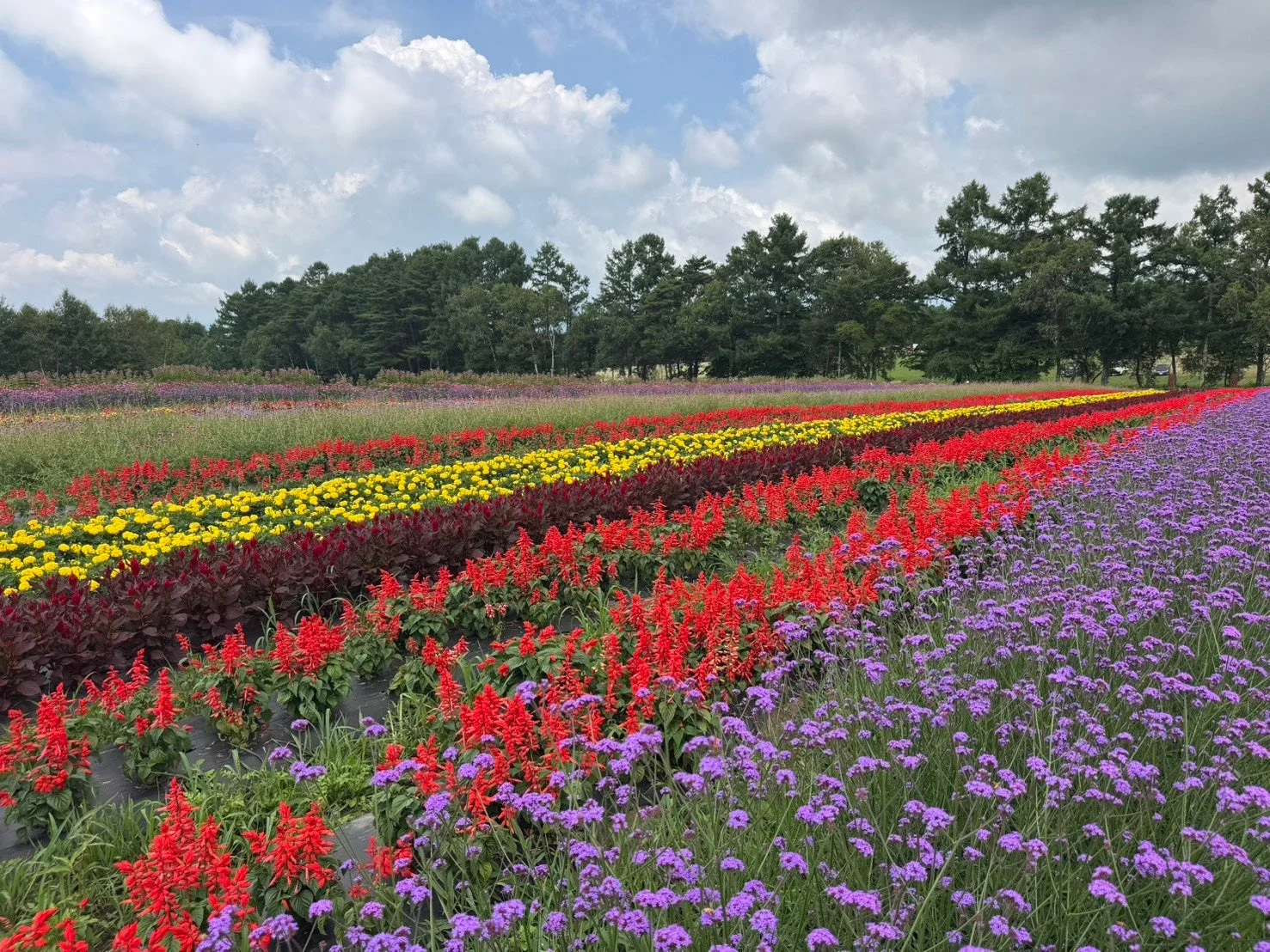 カラフルなストライプ状の花畑