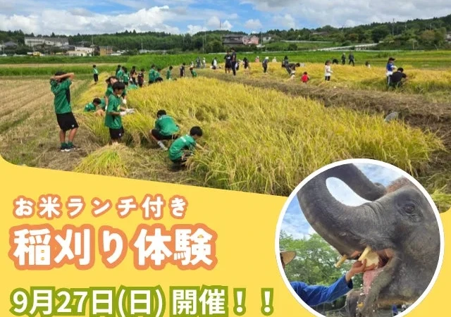 SDGsを体験！「ぞうさんのうんち堆肥」で育ったお米を収穫する稲刈りイベントが千葉県市原市で開催
