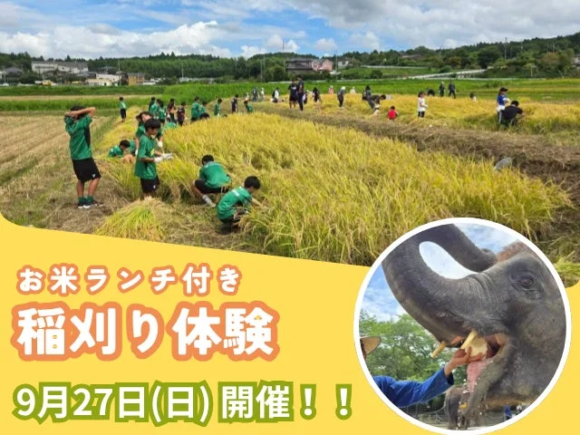子供たちが黄金色の田んぼで稲刈りを体験している様子と、象が餌を食べている写真が組み合わされています。9月27日(日)に「お米ランチ付き稲刈り体験」が開催されることを告知する画像です。
