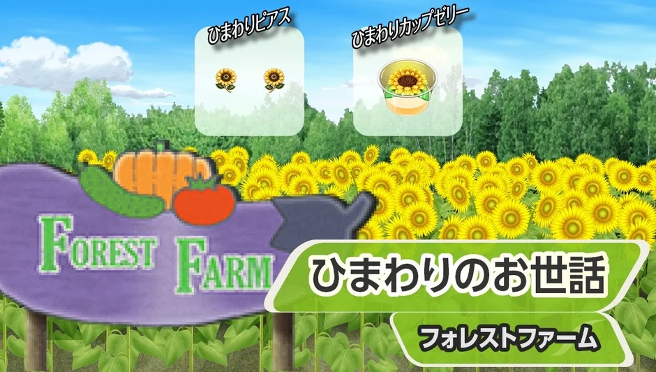 ひまわりのお世話