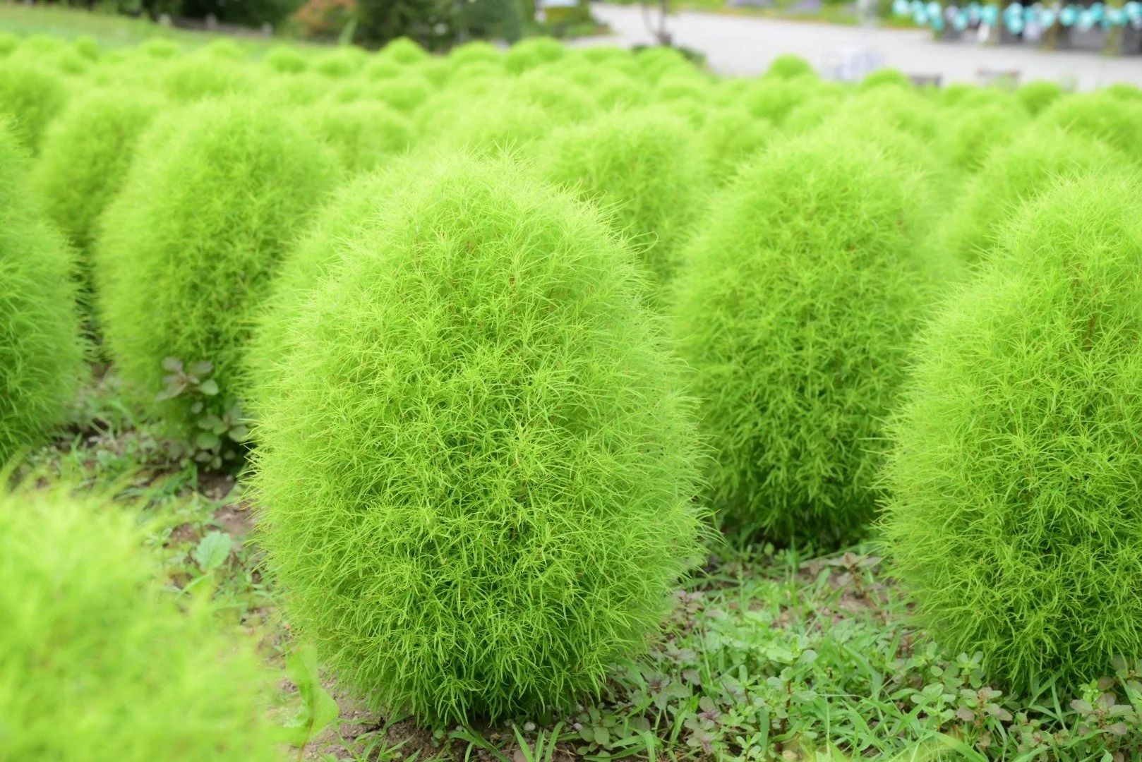 丸く刈り込まれた緑のコキアの群生