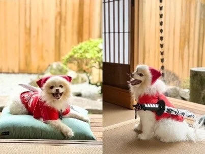 侍風衣装の犬