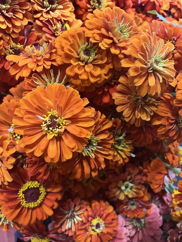オレンジ色のジニアの花束
