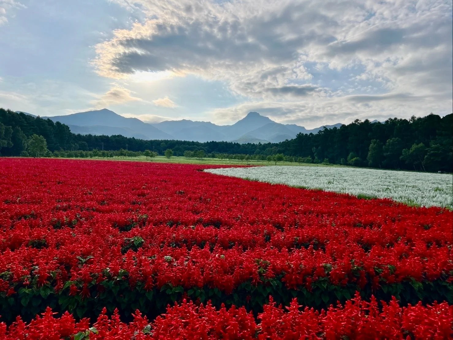 赤と白のサルビアの花畑