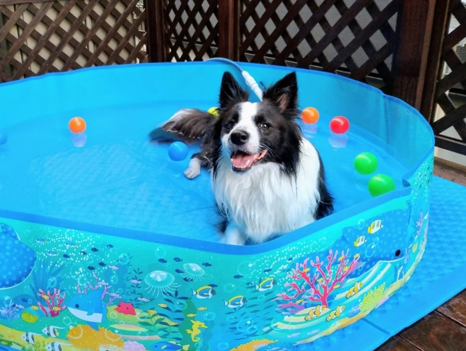 水色の犬用プールでボーダーコリーが楽しそうに水遊びをしている様子です。プールにはカラフルなボールが浮かび、犬は口を開けて笑顔を見せています。