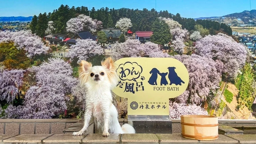 桜を背景にした犬用足湯