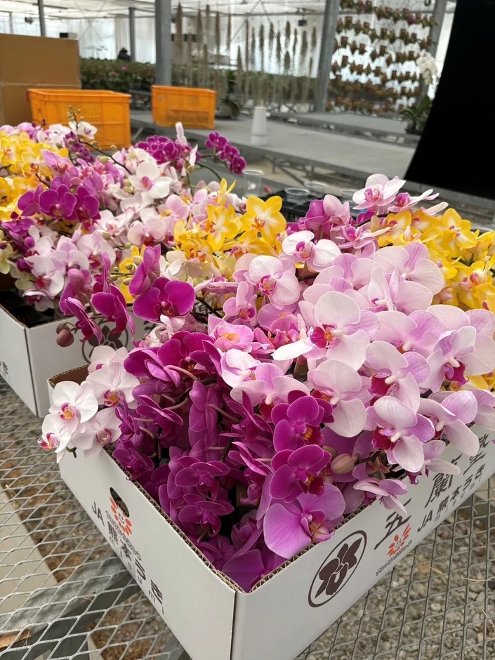 出荷準備中の胡蝶蘭
