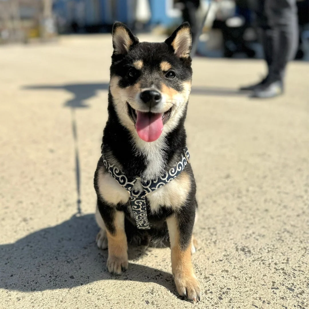 笑顔で座っている黒柴犬