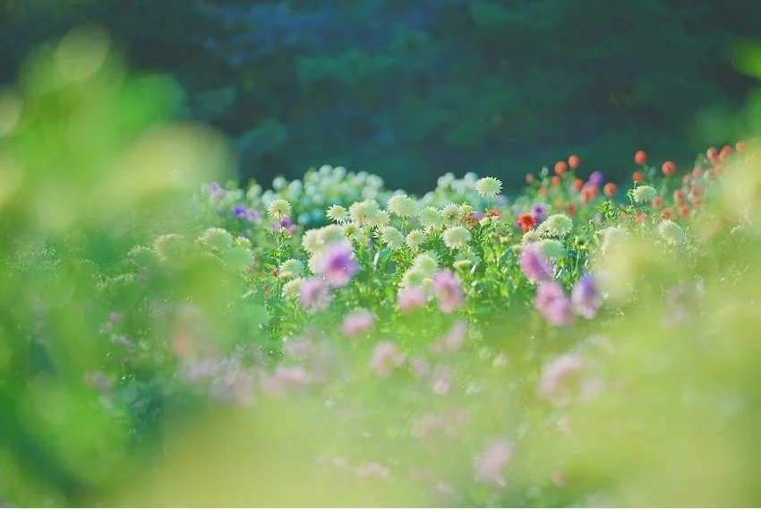 柔らかな光が差し込む花畑の風景です。手前の緑がボケており、奥には白や紫、赤など色とりどりの花が咲き誇り、幻想的な雰囲気を醸し出しています。
