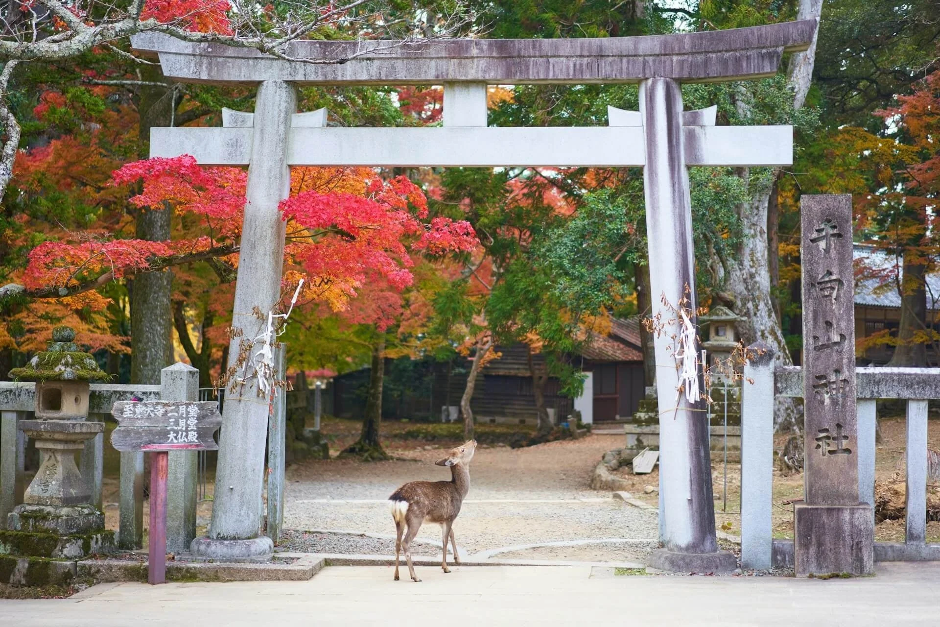 奈良県天川村の紅葉と鳥居