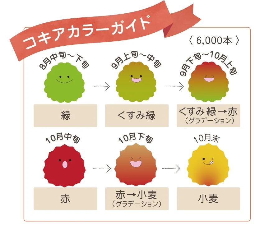 コキアの色の変化ガイド