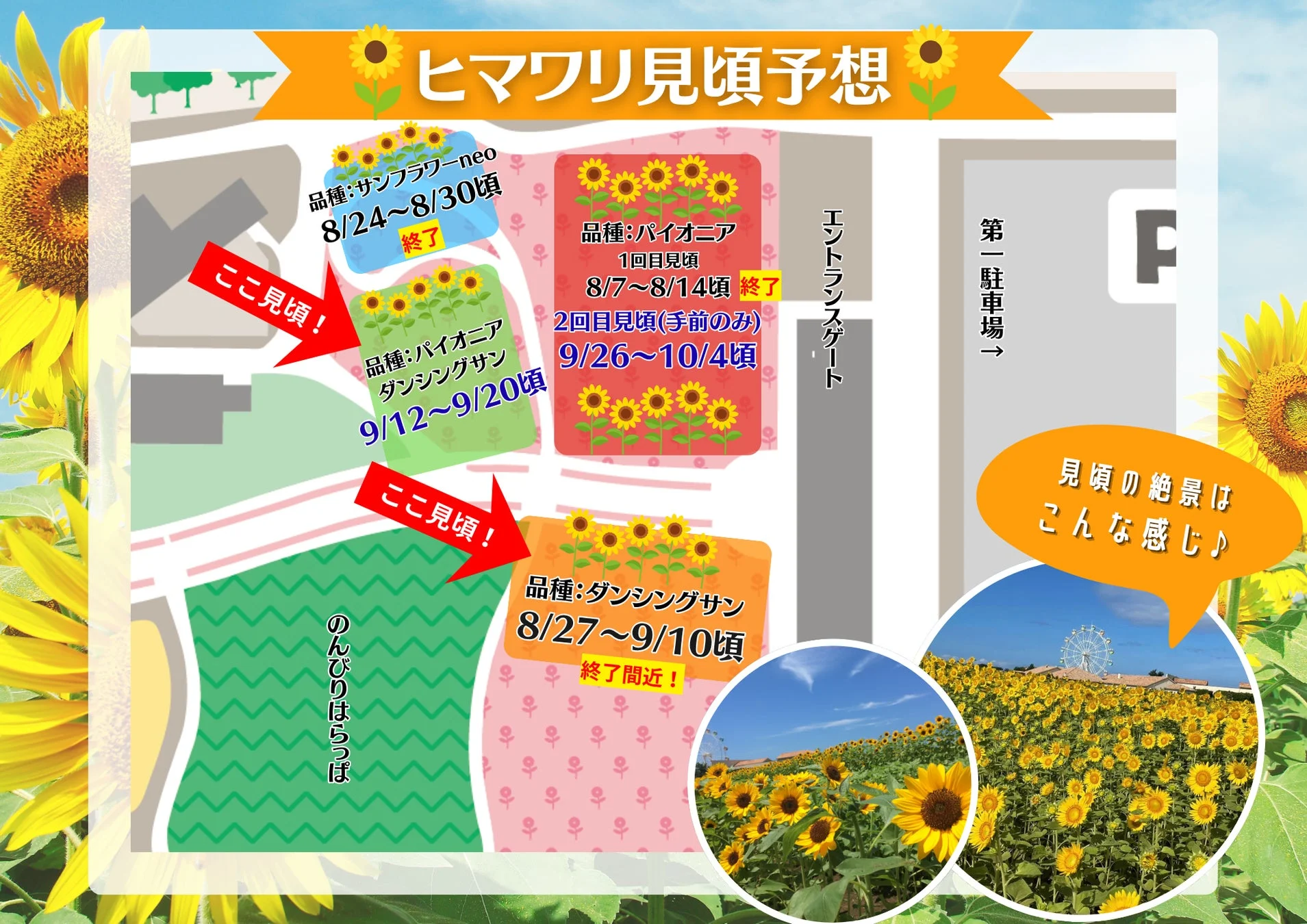 ひまわり見頃予想マップ