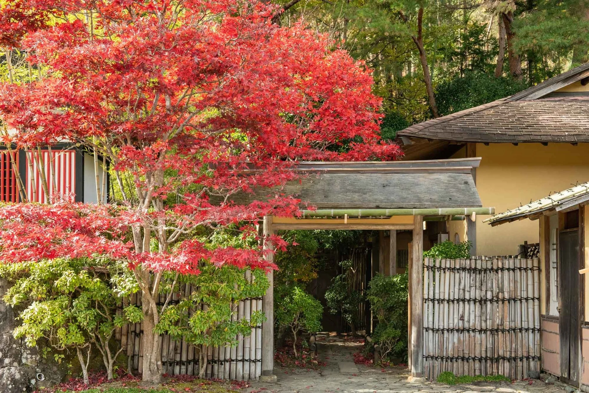紅葉と門