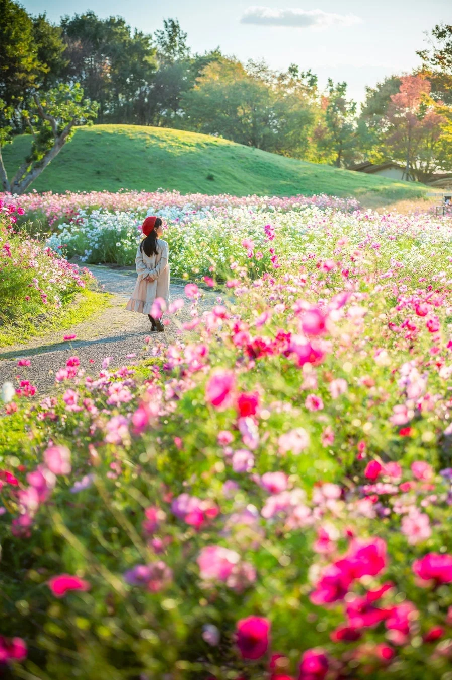 夕暮れ時にコスモス畑に佇む女性