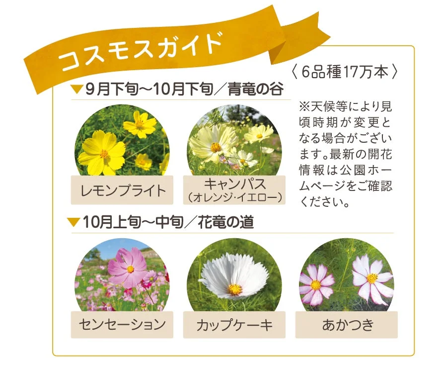 コスモスの開花ガイド
