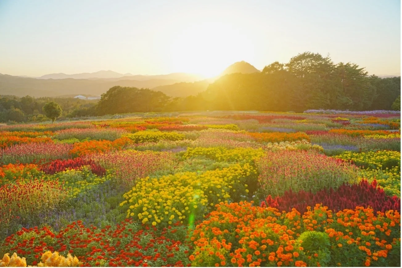 夕焼けまたは朝焼けの温かい光に包まれた、色とりどりの花が咲き誇る広大な花畑の風景です。遠くには山々が連なり、自然の美しさと安らぎを感じさせます。