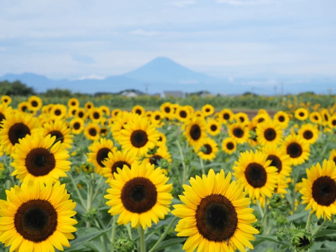 ひまわりと富士山